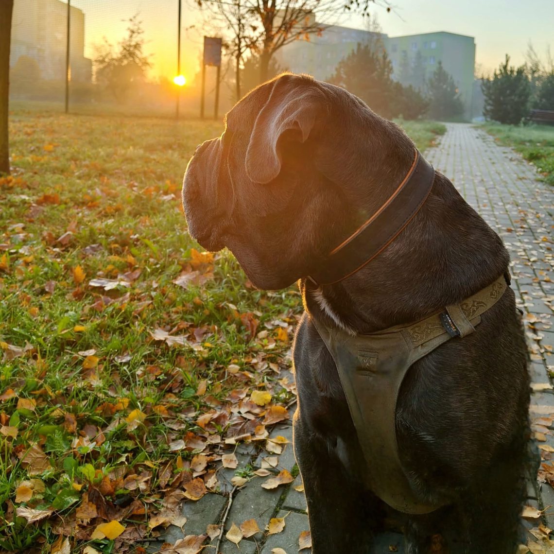 Bo są takie zachody słońca, które bolą.
