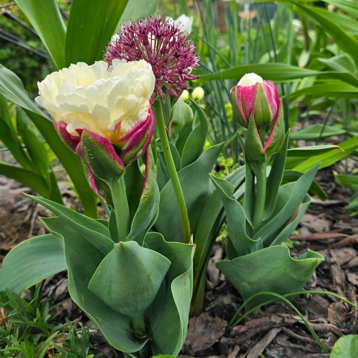 Męskość, która rośnie powoli